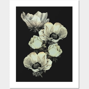 anemone flowers (transparent background) Posters and Art